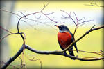 Sure sign of Spring - Robin - Bird