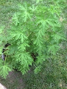 Citronella Plant